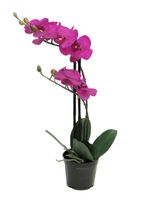 RT Phalaenopsis Bora x2 in pot 50 cm fuchsia kunstbloemen - Nova Nature
