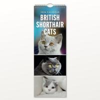 Britse Korthaar Slimline Kalender 2026