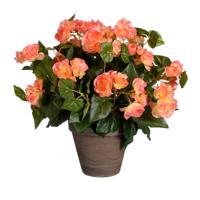 Mica Decorations Kunstplant - begonia - zalmroze - in pot - 37 cm Mica Decorations Kunstplant - begonia - zalmroze - in pot - 37 cm