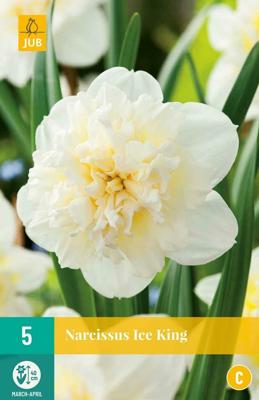 Narcis ice king 5 bollen