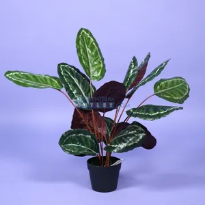 Calathea rood i/pot h75cm