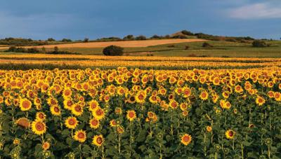 Zonnebloemen veld 130x70cm Tuinschilderij - Customize it