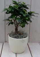 Bonsai Ficus microcarpa creme pot 30 cm Warentuin Natuurlijk - Warentuin natuurlijk