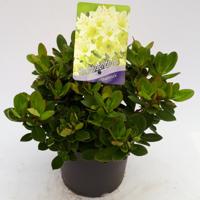 Dwergrhododendron