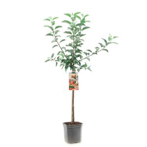 Appelboom malus domestica Gala