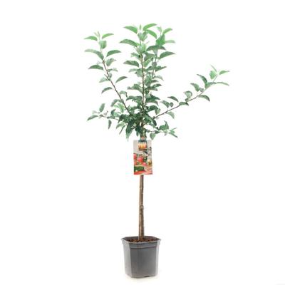 Appelboom malus domestica Gala
