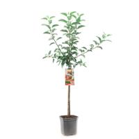 Appelboom malus domestica Gala