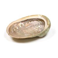 Abalone smudge schelp Haliotis diversicolor XL -- ±250-350g Abalone smudge schelp Haliotis diversicolor XL -- ±250-350g