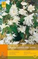 3 Begonias Pendula Wit - Jub