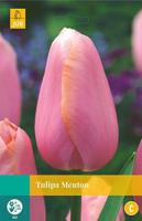 Tulipa Menton 8 bollen - Jub