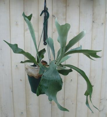 Hangplant Hertshoornvaren - Warentuin natuurlijk