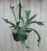 Hangplant Hertshoornvaren - Warentuin natuurlijk