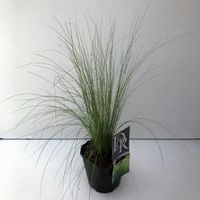 Vedergras (Stipa tenuifolia "Ponytails") siergras