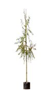 treurwilg Salix sepulcralis Chrysocoma h 275 cm st. omtrek 12 cm st. h 190 cm - Warentuin Natuurlijk - thumbnail