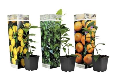 Mix van 3 Citrus planten - citroen, sinaasappel, limoen