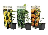 Mix van 3 Citrus planten - citroen, sinaasappel, limoen