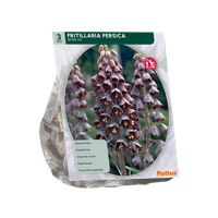 Kievitsbloem