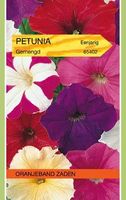 Petunia - thumbnail