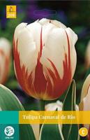 Tulipa Carnaval de Rio 8 bollen - Jub