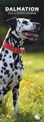 Dalmatier Slimline Kalender 2026