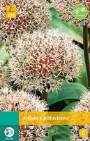 Allium karataviense 4 bollen - Jub