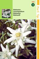 Leontopodium Alpinum Edelweiss - Hortitops