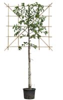 2 stuks! Sierpeer leiboom 120 cm (120x120) Pyrus calleryana chanticleer 240 cm - Warentuin Natuurlijk