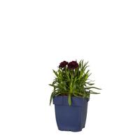 Dianthus Sunflor Paseo vaste plant Griffioen - Griffioen