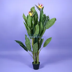 Strelitzia Reginea - 150cm