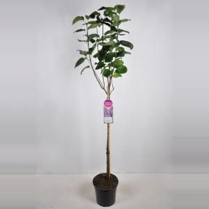 Sering op stam 85 cm (syringa vulgaris "Sensation")