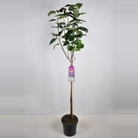 Sering op stam 85 cm (syringa vulgaris "Sensation") - thumbnail