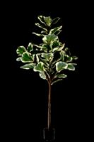 Kunstplant Ficus Lyrata Deluxe 160cm