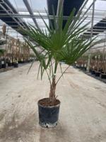 Trachycarpus Fortunei 10 liter pot - Oosterik home Trachycarpus Fortunei 10 liter pot - Oosterik home