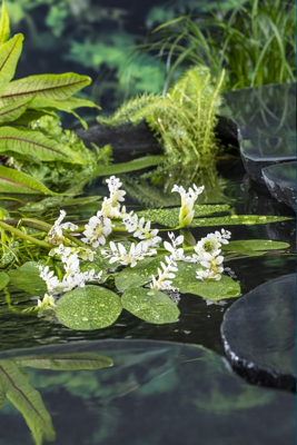 Kaapse waterlelie / Aponogeton distachyos (per 6 stuks)