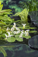 Kaapse waterlelie / Aponogeton distachyos (per 6 stuks)