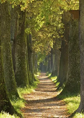 Alexsar Art Tuinschilderij bomen laan 70x50cm