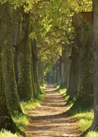 Alexsar Art Tuinschilderij bomen laan 70x50cm