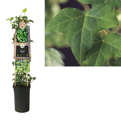 Klimplant Hedera helix 75 cm - Van der starre
