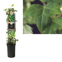 Klimplant Hedera helix 75 cm - Van der starre