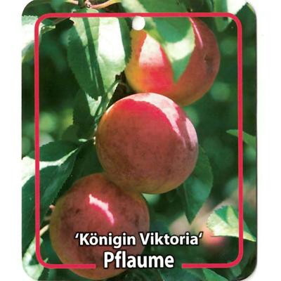 Prunus Domestica Konigin Viktoria - Oosterik home