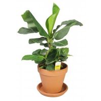 Bananenplant Musa dwarf cavendish XS kamerplant in terracotta bloempot - thumbnail