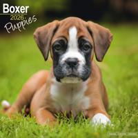 Boxer Puppies Kalender 2026