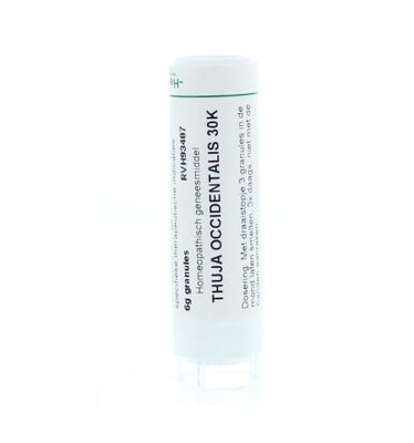 Thuja occidentalis 30K