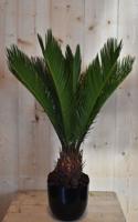 Cycas 'vredespalm' in zwarte pot - Warentuin natuurlijk
