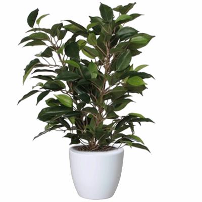 Mica Decorations Ficus kunstplant - groen - 40 cm - met plantenpot - wit - D13.5 en H12.5 cm