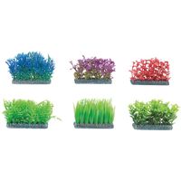 Aquarium plant Voorgrond - +/- 5 x 5 cm 5 cm Flamingo Willekeurig - thumbnail