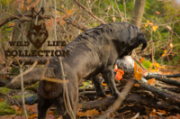 Wild Life Dog Pigeon (Duif) Wild Life Dog Pigeon (Duif)