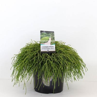 Chamaecyparis pis filifera nana 45 cm - Warentuin natuurlijk