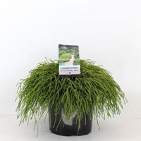 Chamaecyparis pis filifera nana 45 cm - Warentuin natuurlijk