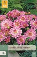 Dahlia gallery bellini